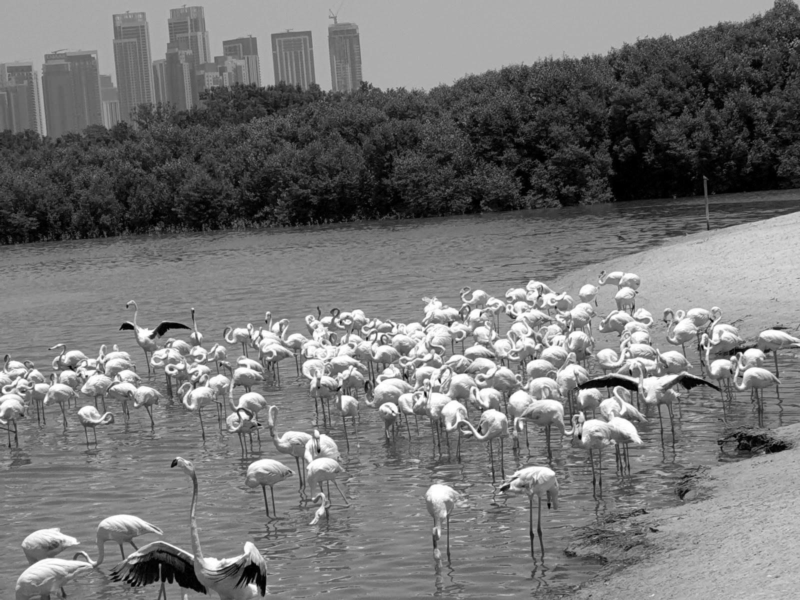 Ras Al Khor Wildlife Sanctuary — flamencos con rascacielos de fondo — Dubái