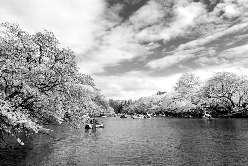 Inokashira Park — sakura en abril — Tokio
